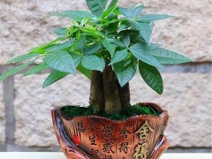 發財樹能在客廳養嗎？發財樹的養護方法有哪些呢？