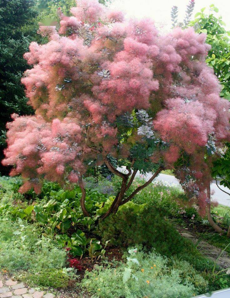 冬季養綠植適合種什么花_冬季適合養的綠植_冬季養綠植適合什么花