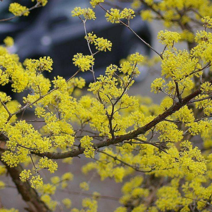 冬季養綠植適合種什么花_冬季適合養的綠植_冬季養綠植適合什么花