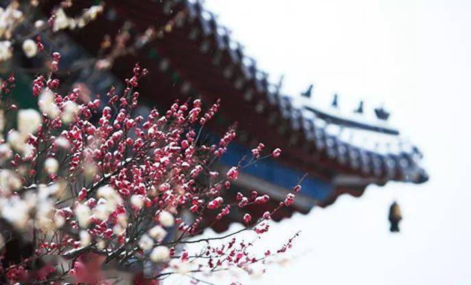 冬季適合養的綠植_冬季養綠植適合種什么花_冬季養綠植適合什么花