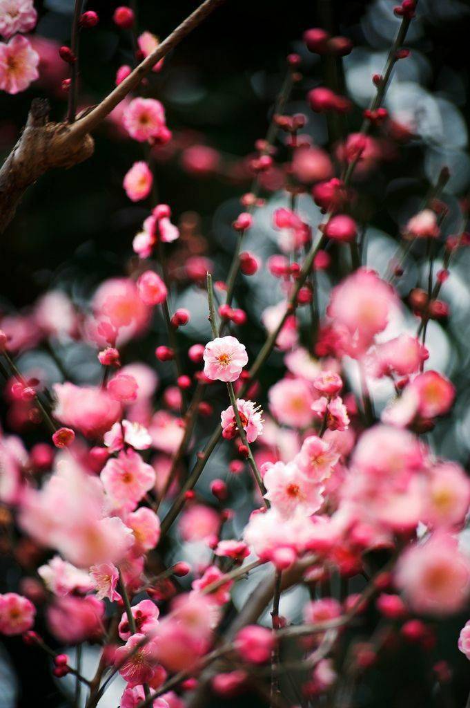 冬季適合養的綠植_冬季養綠植適合什么花_冬季養綠植適合種什么花