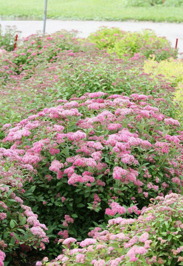 冬季適合養的綠植_冬季養綠植適合什么花_冬季養綠植適合種什么花