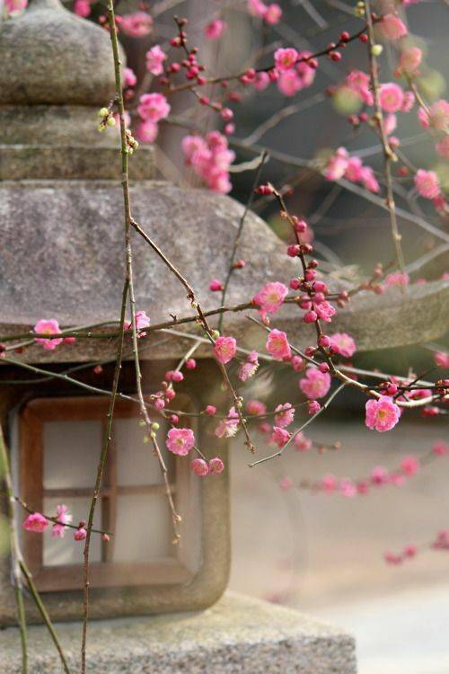 冬季養綠植適合什么花_冬季養綠植適合種什么花_冬季適合養的綠植
