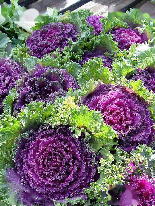 冬季養綠植適合種什么花_冬季養綠植適合什么花_冬季適合養的綠植