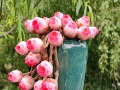 多肉植物原來也有自己的花語，7款代表愛情普貨品種，您養(yǎng)了嗎？