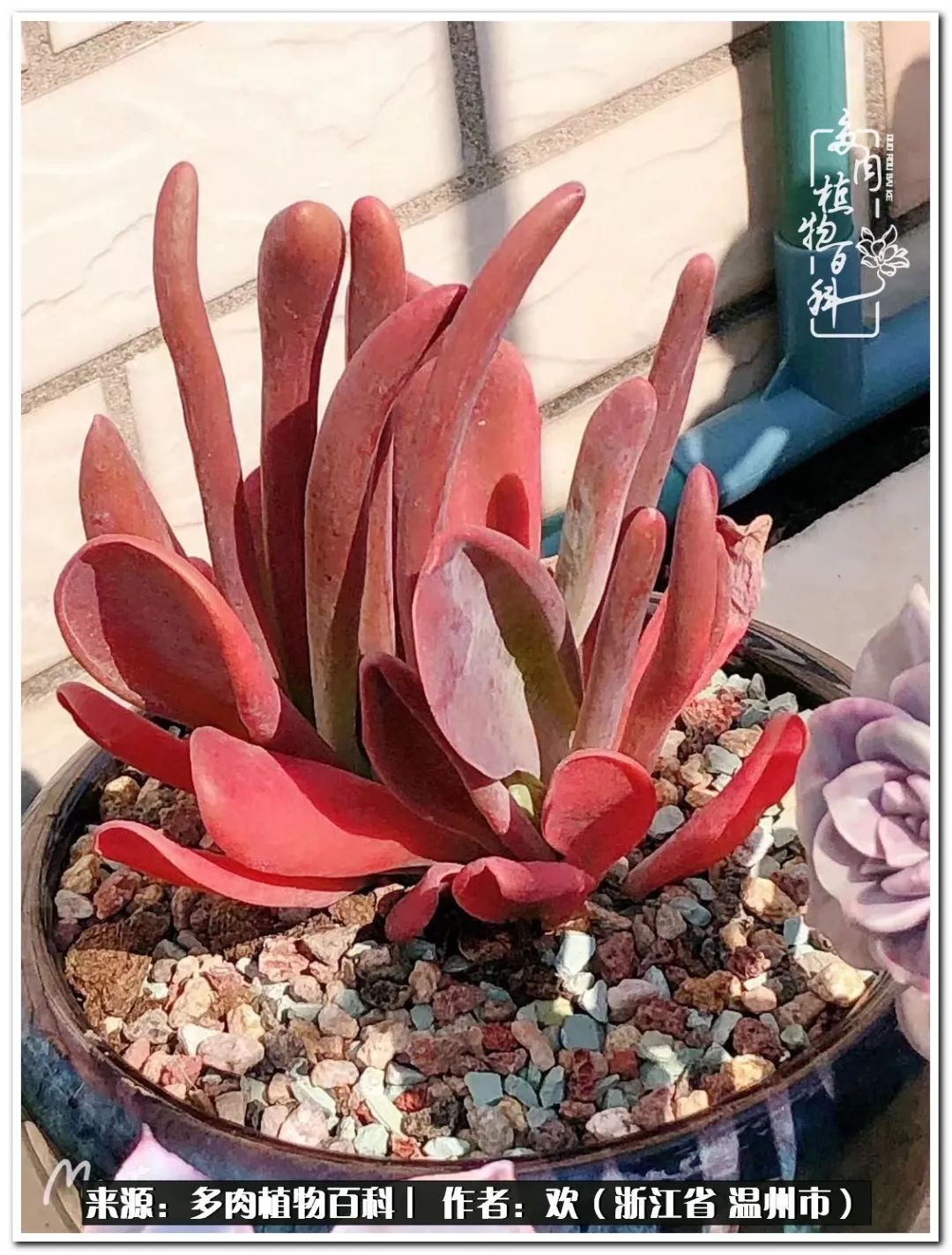馬庫(kù)斯多肉圖片老樁_馬庫(kù)斯多肉_馬庫(kù)斯多肉耐寒多少度