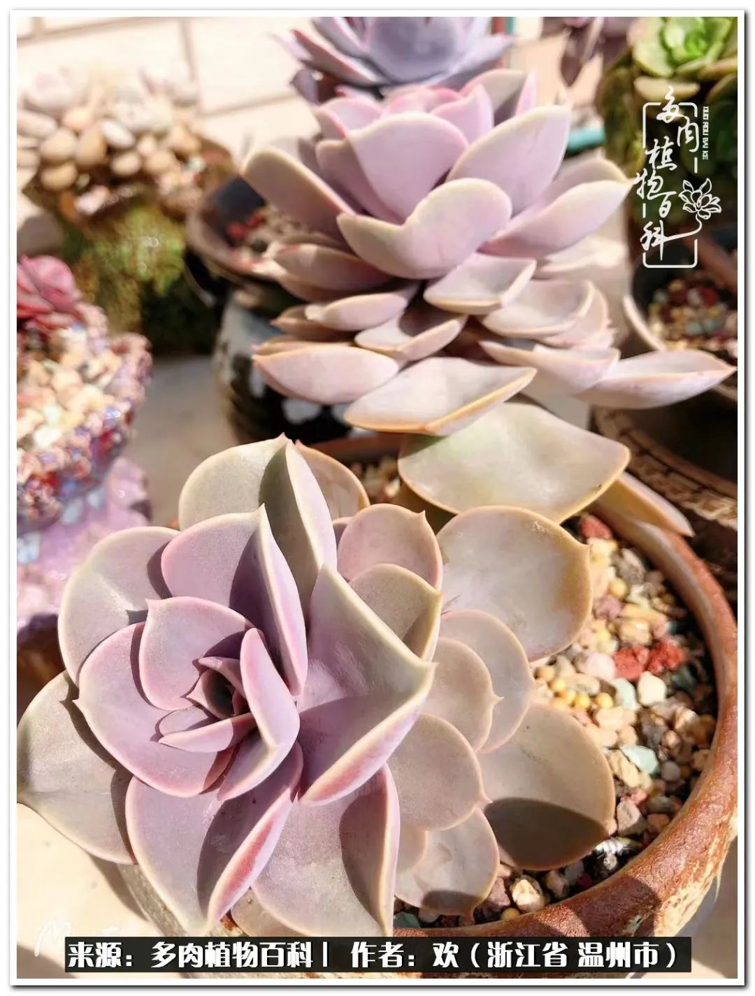 馬庫(kù)斯多肉_馬庫(kù)斯多肉耐寒多少度_馬庫(kù)斯多肉圖片老樁