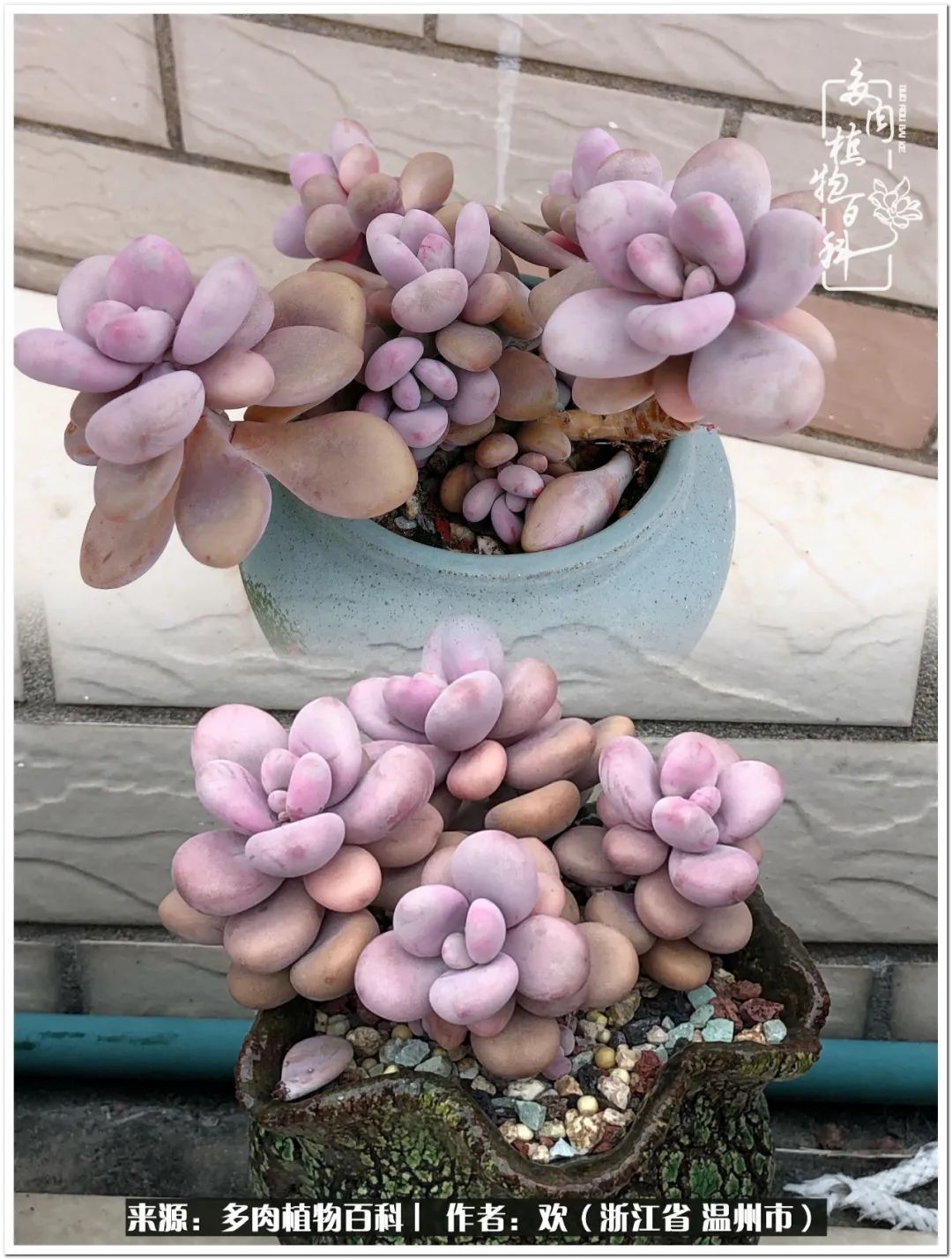 馬庫(kù)斯多肉耐寒多少度_馬庫(kù)斯多肉圖片老樁_馬庫(kù)斯多肉