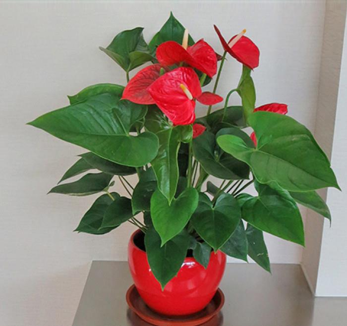 室內(nèi)陽(yáng)光綠植見(jiàn)可以養(yǎng)的植物_可以不見(jiàn)陽(yáng)光的室內(nèi)綠植_綠植能在陽(yáng)光下曬嗎
