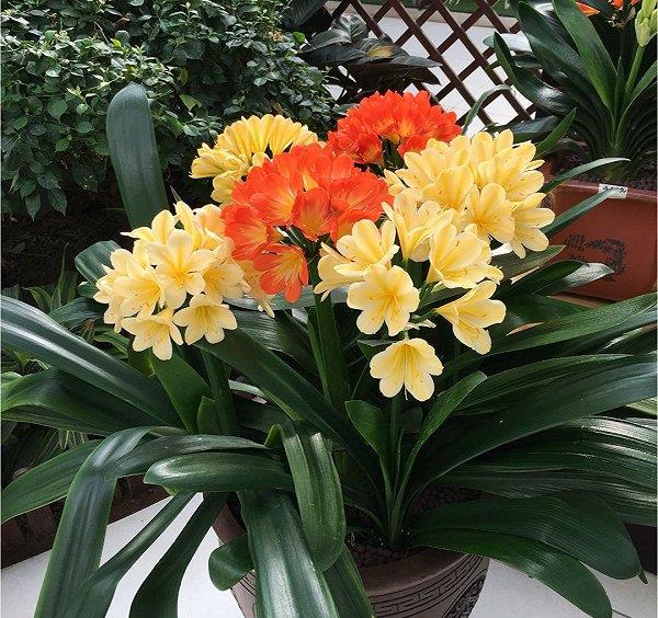 室內(nèi)陽(yáng)光綠植見(jiàn)可以養(yǎng)的植物_綠植能在陽(yáng)光下曬嗎_可以不見(jiàn)陽(yáng)光的室內(nèi)綠植