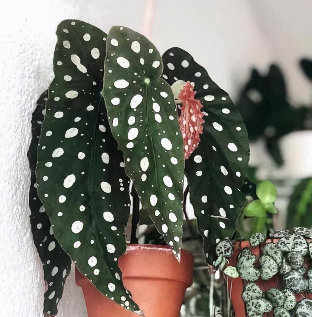 綠植能在陽(yáng)光下曬嗎_室內(nèi)陽(yáng)光綠植見(jiàn)可以養(yǎng)的植物_可以不見(jiàn)陽(yáng)光的室內(nèi)綠植