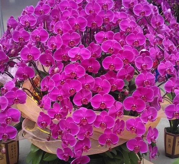 綠植能在陽(yáng)光下曬嗎_室內(nèi)陽(yáng)光綠植見(jiàn)可以養(yǎng)的植物_可以不見(jiàn)陽(yáng)光的室內(nèi)綠植