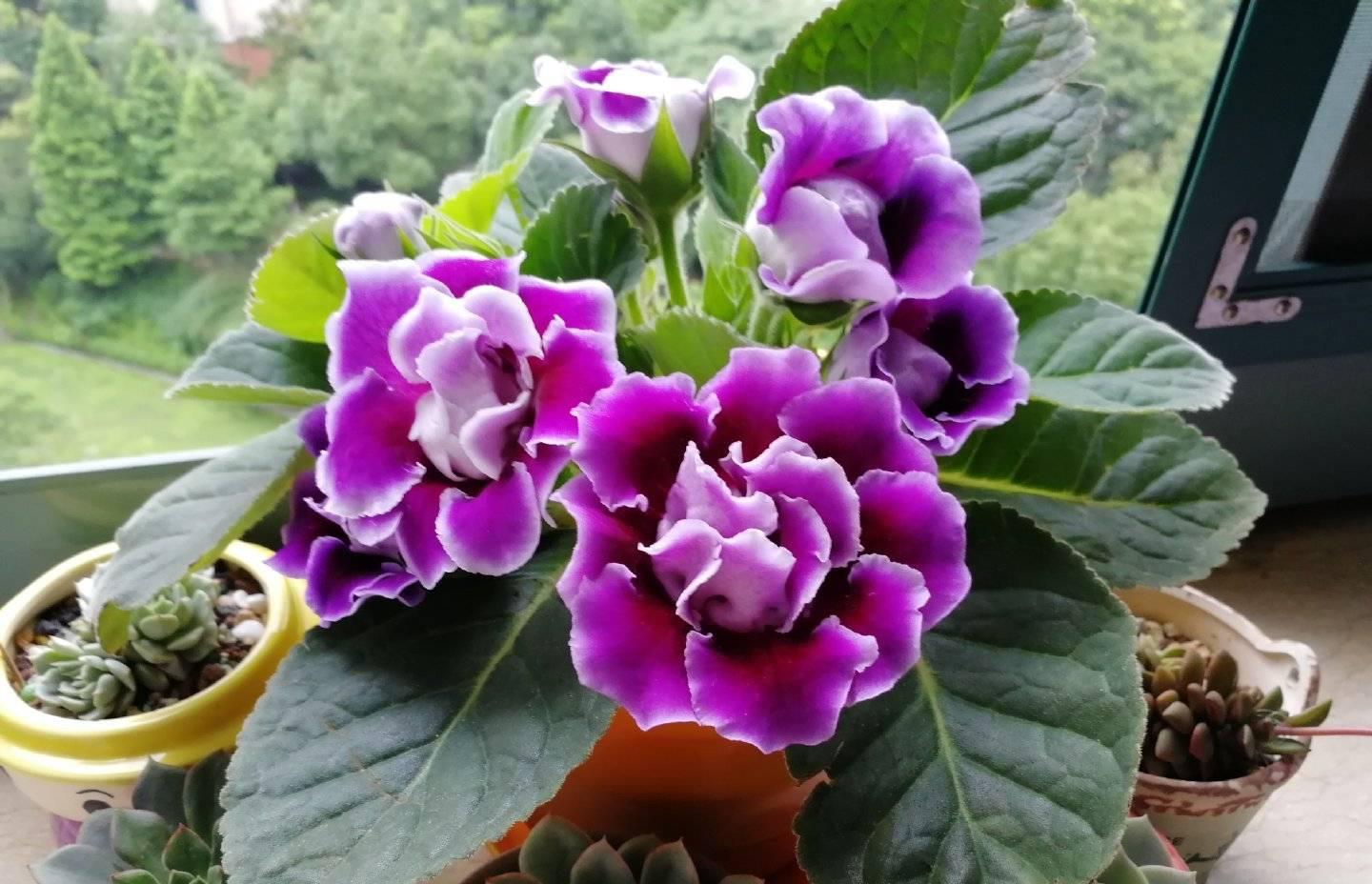 可以不見(jiàn)陽(yáng)光的室內(nèi)綠植_綠植能在陽(yáng)光下曬嗎_室內(nèi)陽(yáng)光綠植見(jiàn)可以養(yǎng)的植物