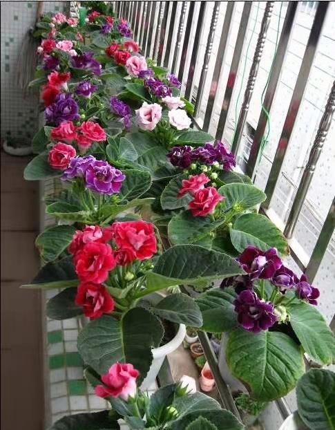 可以不見(jiàn)陽(yáng)光的室內(nèi)綠植_室內(nèi)陽(yáng)光綠植見(jiàn)可以養(yǎng)的植物_綠植能在陽(yáng)光下曬嗎