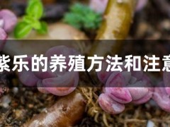 多肉紫樂的養(yǎng)殖方法和注意事項(xiàng)