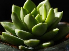 五月多肉黃金季！翻盆、換土正當(dāng)時(shí)！
