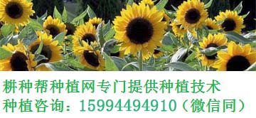 常用有機(jī)磷農(nóng)藥_常見(jiàn)的有機(jī)磷農(nóng)藥有哪些_有機(jī)磷類(lèi)農(nóng)藥種類(lèi)