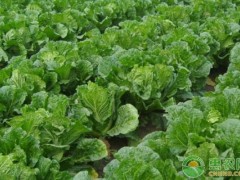 白菜長白斑打什么農(nóng)藥？