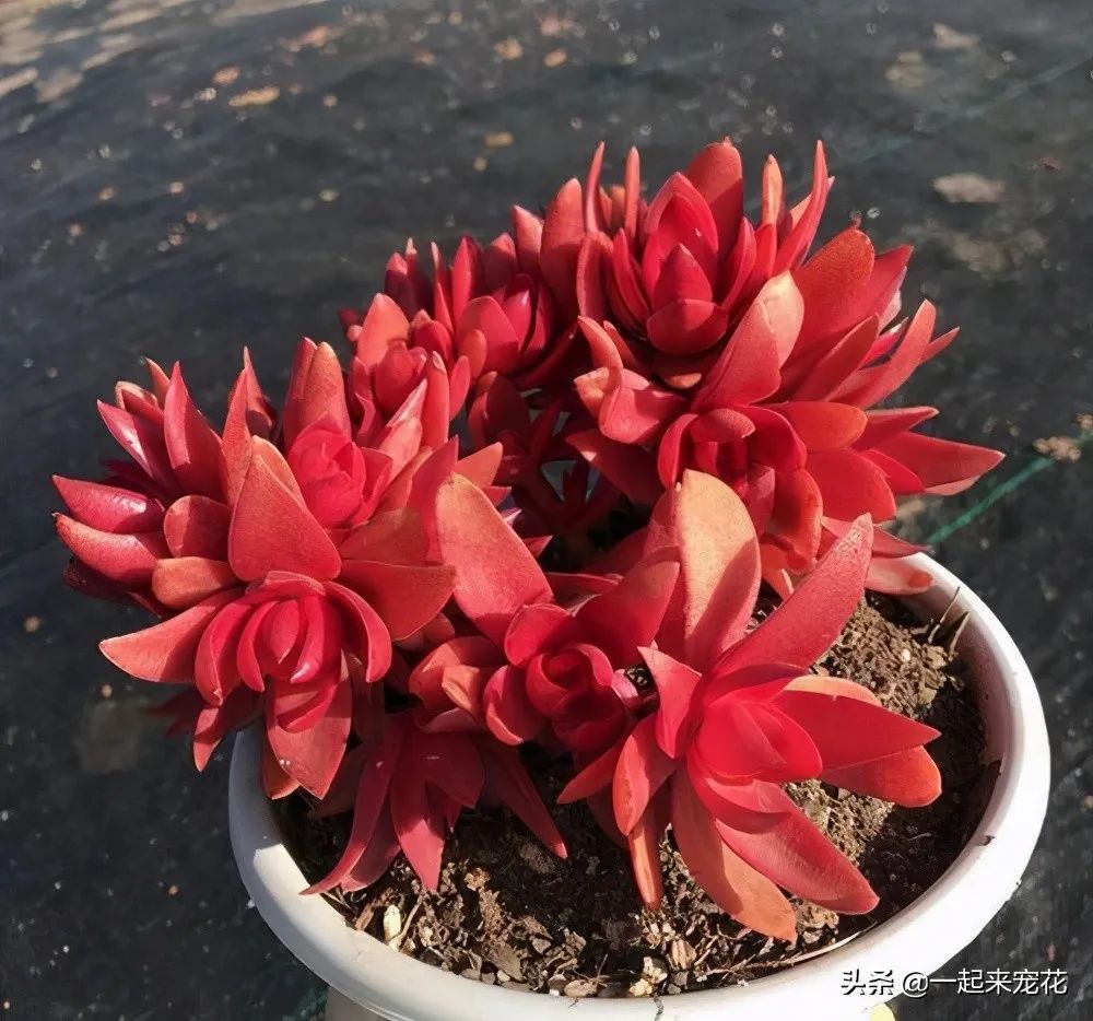 多肉火祭的寓意_多肉火祭風水擺放禁忌_火祭多肉好養(yǎng)嗎