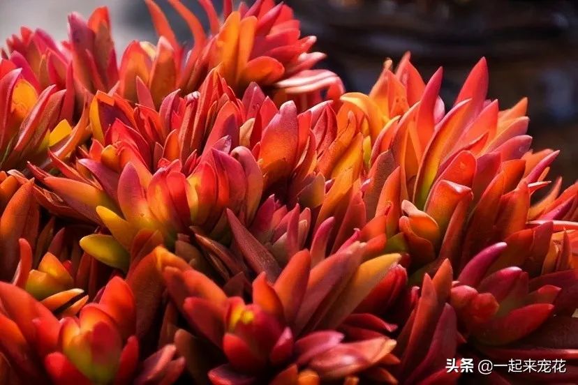 多肉火祭的寓意_火祭多肉好養(yǎng)嗎_多肉火祭風水擺放禁忌