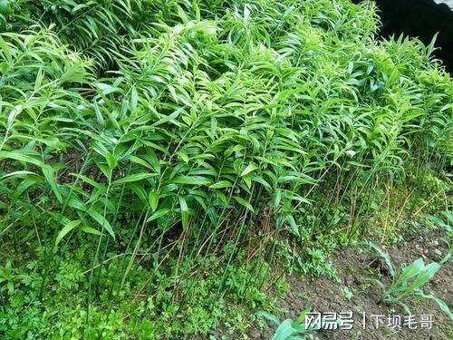 黃精藥材畝產(chǎn)_黃精藥材畝產(chǎn)_黃精藥材畝產(chǎn)